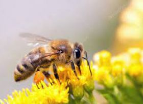 Щодо уникнення отруєння бджіл